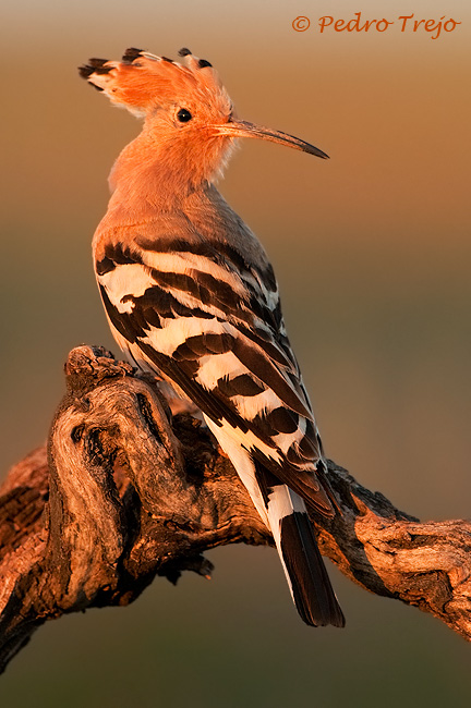 Abubilla (Upupa epops)